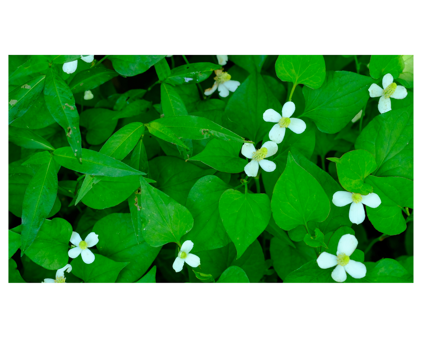 ドクダミ化粧水 手づくりキット