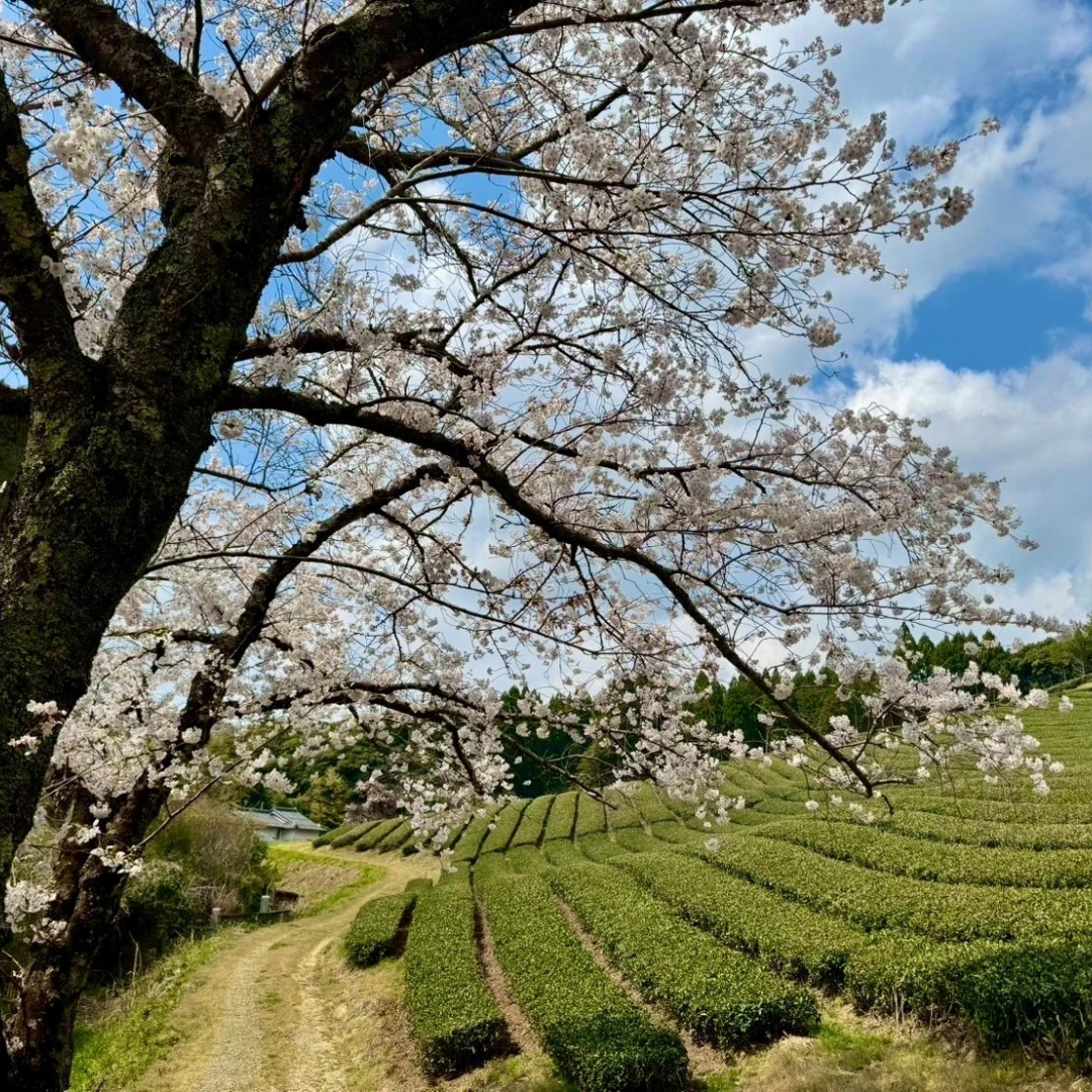 【岡山の抹茶 100g 】栽培期間中 農薬不使用！