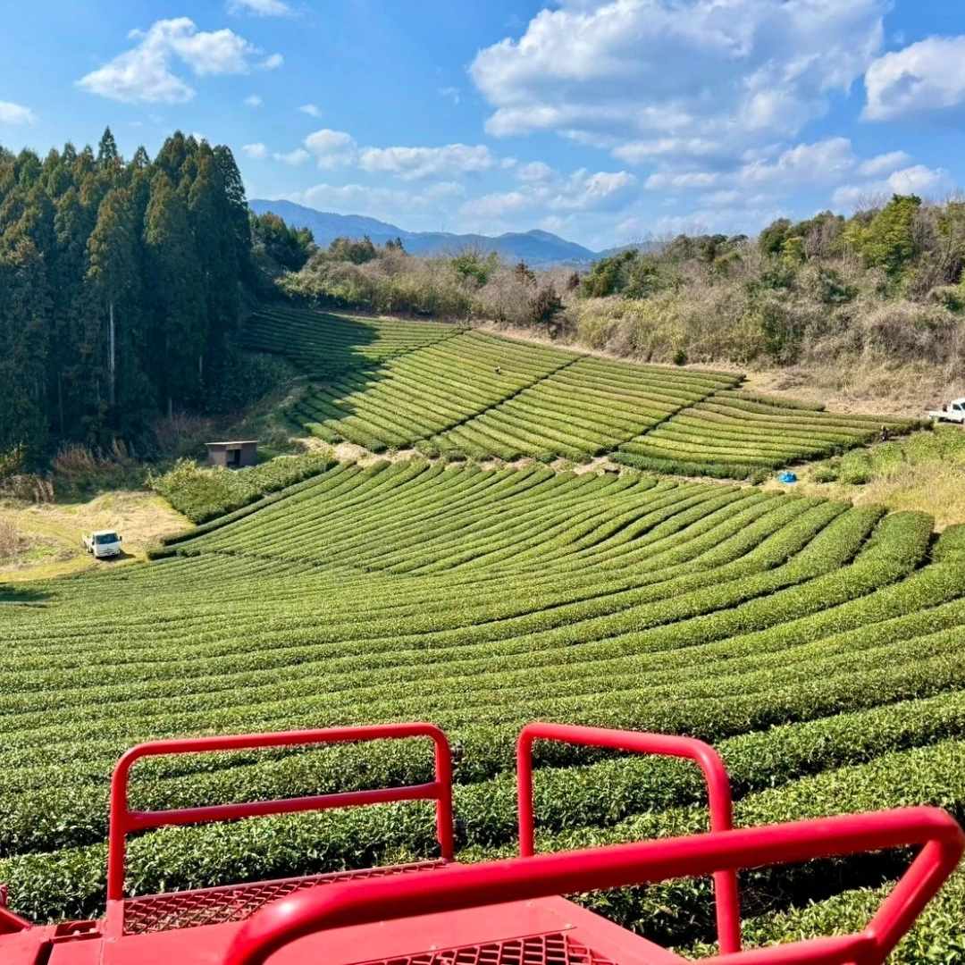 【岡山の抹茶 100g 】栽培期間中 農薬不使用！